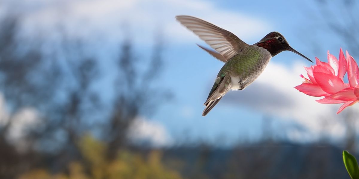 bird-flying-towards-flower