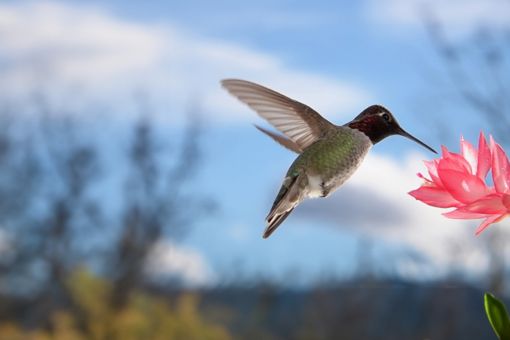 bird-flying-towards-flower